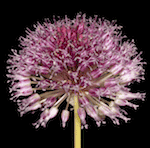 fleur d'ail à tête ronde