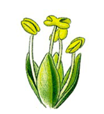 fleur d'épinard