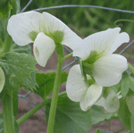 fleur de trèfle incarnat