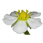 fleur de fraisier des bois