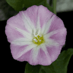 fleur de liseron sauvage